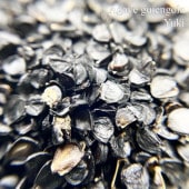 �����١��������󥴡��� Agave guiengola ���