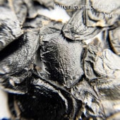 �ե륯�饨�����ޥ��ɥ����꡼ Furcraea macdougalii ���