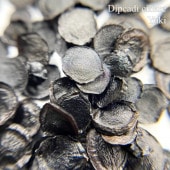 �ǥ��ץ��ǥ������ꥢ�� Dipcadi ciliare���