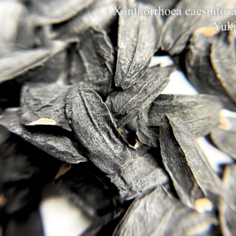 ������ȥ��������������ԥȡ��� ���/Xanthorrhoea caespitosa/������λ����ȯ��