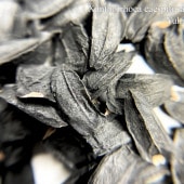 ȥԥȡ /Xanthorrhoea caespitosa/λȯ