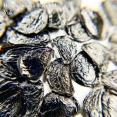 �٥�����ͥꥢ����å����ǥ� Beschorneria yuccoides���