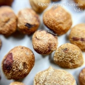 ڥ륯ꥫꥢܥ쥢ꥹ Operculicarya borealis 