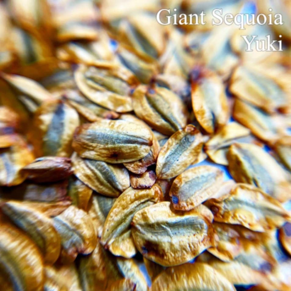 ジャイアント・セコイア Sequoiadendron giganteum種子