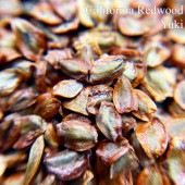 ե˥åɥå Sequoia sempervirens