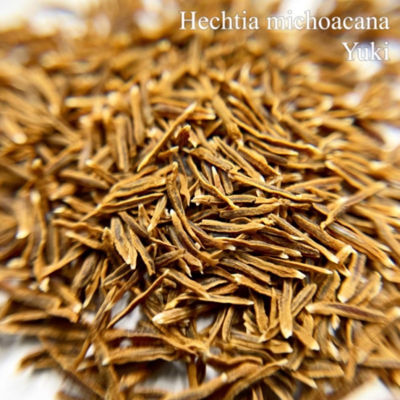 ヘクチア・ミコアカーナ Hechtia michoacana種子