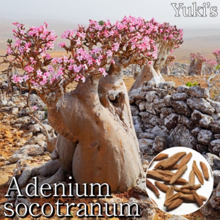 アデニウム ソコトラナム 純血 Wild 種子 20粒 6/11新着！【種子】アデニウム ソコトラナム 純血 20粒 - その他激安