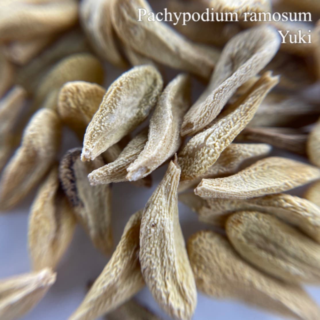 パキポディウム・ラモスム Pachypodium ramosum 種子