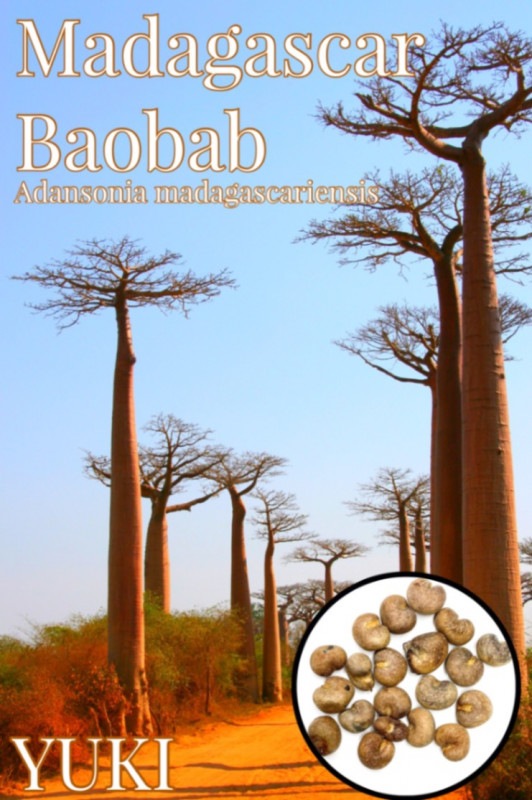 �ޥ���������Х��Х� Adansonia madagascariensis���