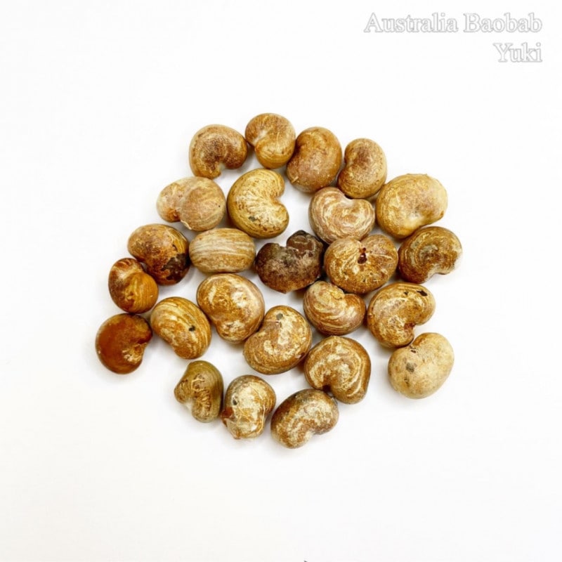 �������ȥ�ꥢ�Х��Х� Adansonia gregorii/ͽ����:������λ����ȯ��