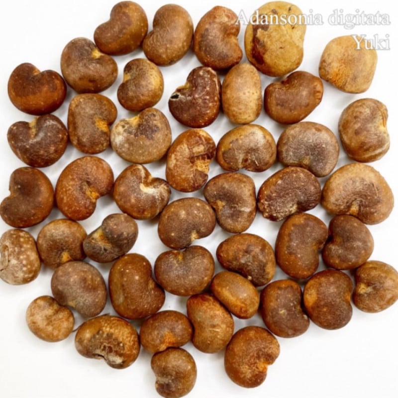 �����󥽥˥� �ǥ���������[�Х��Х�]Adansonia digitata/ͽ����:������λ����ȯ��