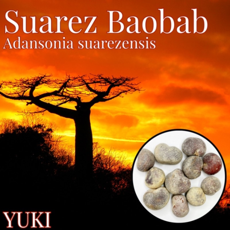 �����󥽥˥��������쥼�󥷥� Adansonia suarezensis���