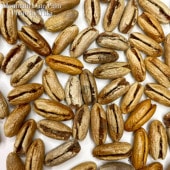 ޥƥǡĥѡ Phoenix loureiroi var. humilis [Ѵ䥷]