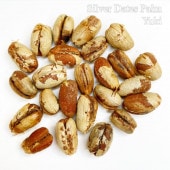 Сǡĥѡ Phoenix sylvestris[Ѵ䥷]