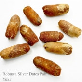 ХȡСǡĥѡ Phoenix sylvestris Robusta [Ѵ䥷]