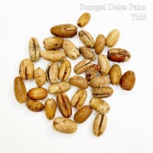 ͥǡĥѡ Phoenix reclinata[Ѵ䥷]