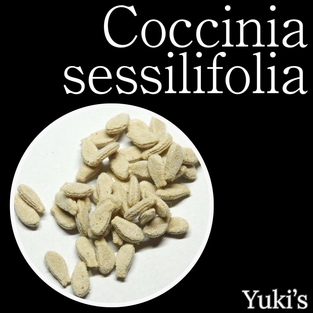 コッキニア・セッシリフォリア　Coccinia sesilifolia種子