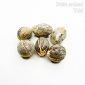 �ɥ�ե����꡼�ѡ��� Butia archeri���