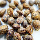 �������ȥ�ꥢ�󡦥ͥ��ƥ��֥��졼�� Cissus hypoglauca ���