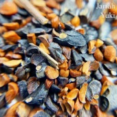 ĥ꡼ Eucalyptus marginata