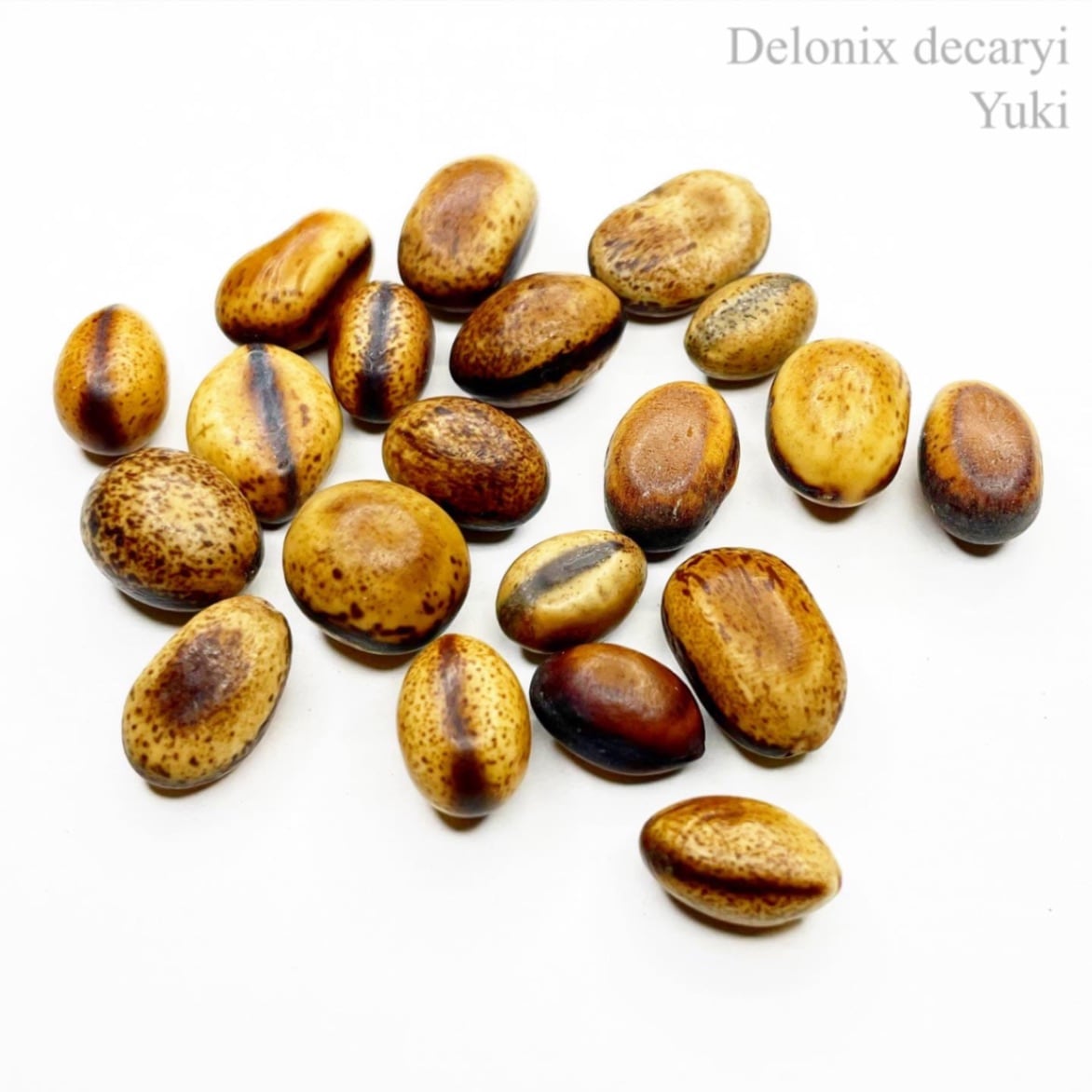 シロバナホウオウボク Delonix decaryi種子