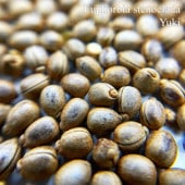 桼եӥƥΥ顼 Euphorbia stenoclada