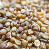 桼եӥƥΥ顼 Euphorbia stenoclada