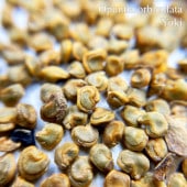 Ρ Opuntia orbiculata 