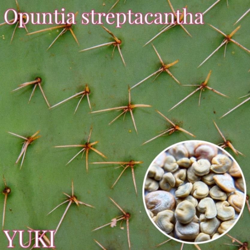 オプンチア・ストレプタカンザ Opuntia streptacantha 種子