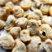 ѥ饰 Opuntia paraguayensis 