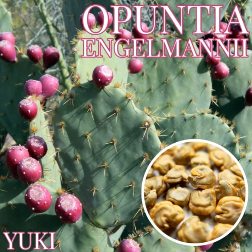 ディスク・プリッキー・カクタス Opuntia engelmannii 種子