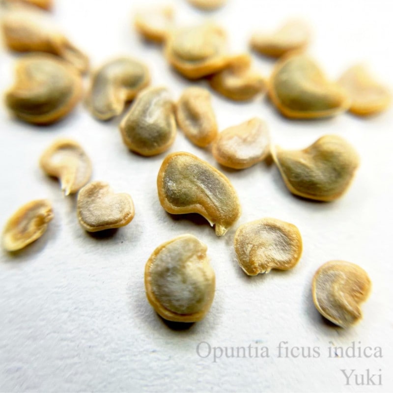 �ե��������ץ���� ���[�ե롼�ĥ��ܥƥ�]Opuntia ficus-indica/ͽ����:������λ����ȯ��