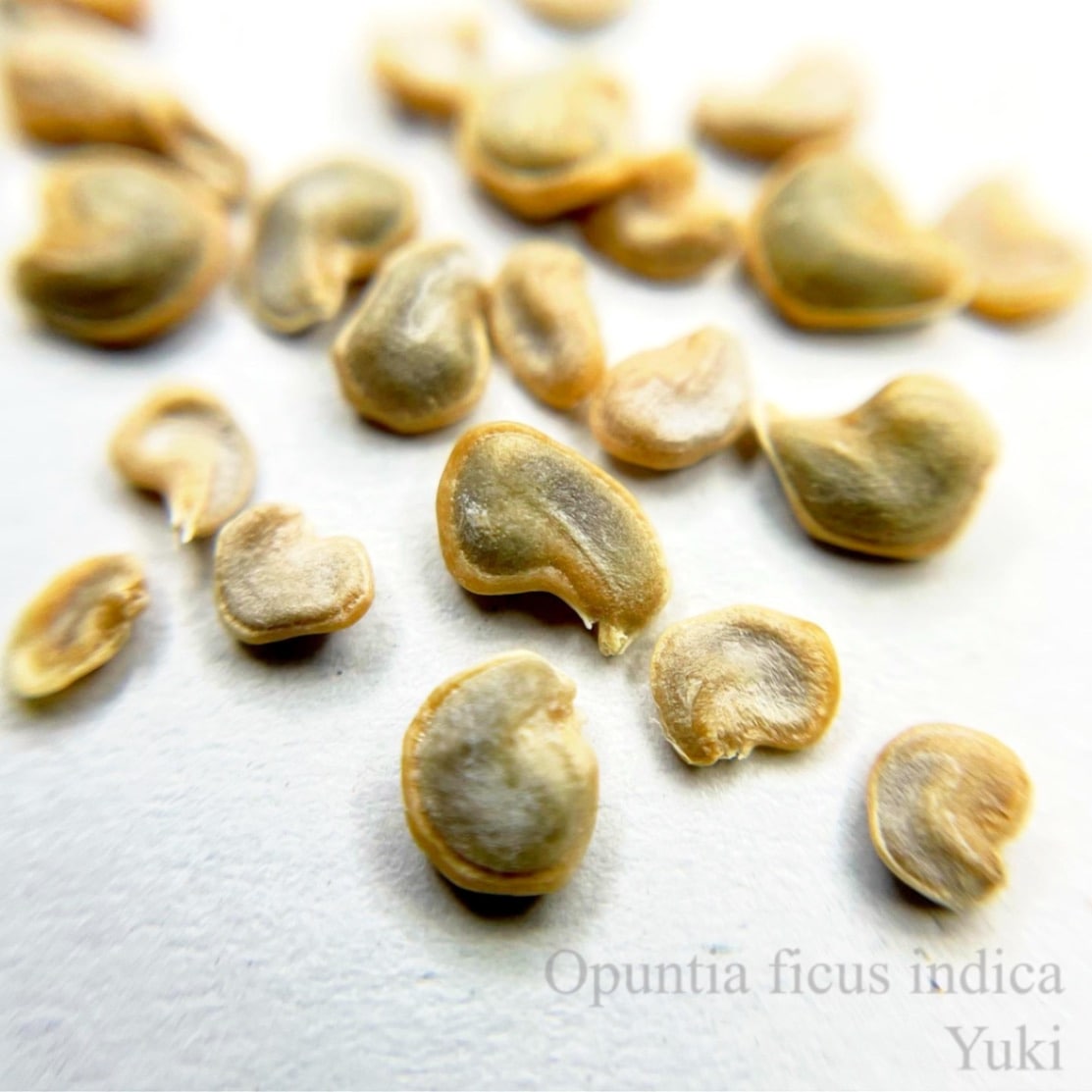 フィグ・オプンチア 種子[フルーツサボテン]Opuntia ficus-indica/予約商品:生産完了次第発送