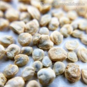 ���󥽥쥢����˥�ե���ߥ� Consolea moniliformis���