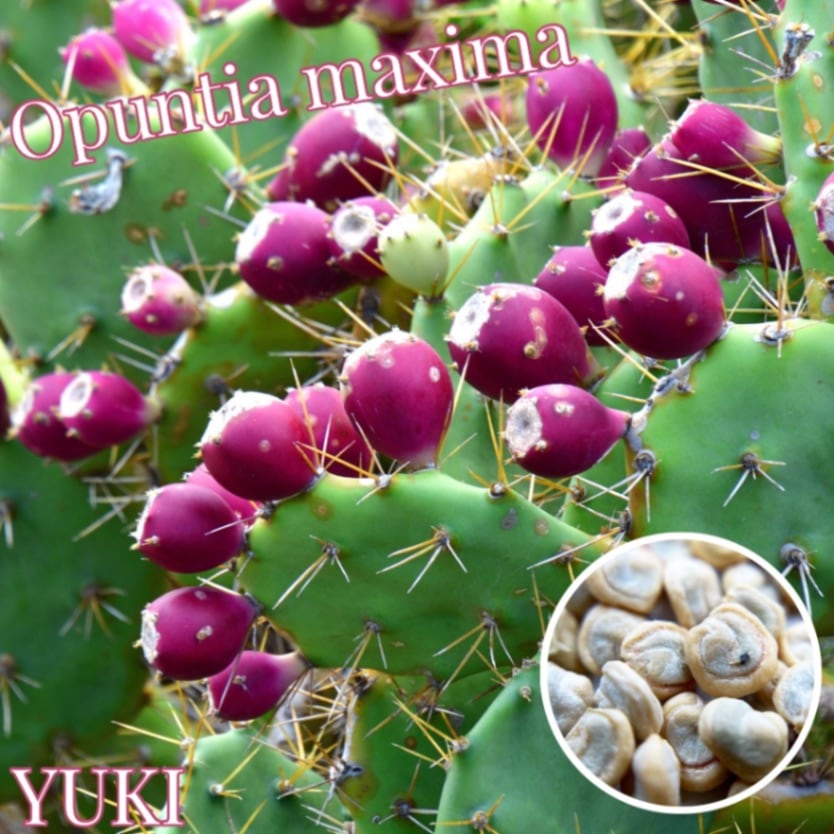 オプンチア・マキシマ Opuntia maxima 種子