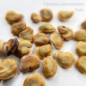 ѡץ롦ץåڥ Opuntia macrocentra 