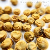 ֥롼ץ졼󥺡ץåڥ Opuntia macrorhiza Blue 