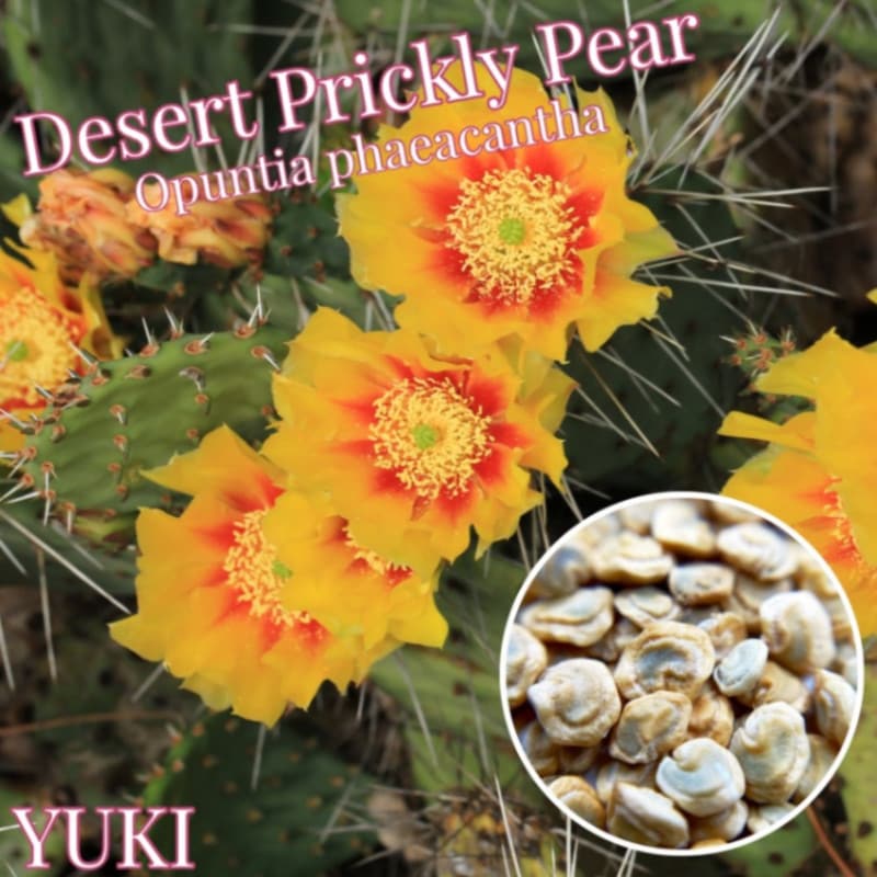デザート・プリッキー・ペアー Opuntia phaeacantha 種子