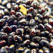 �����饪 Carnegiea gigantea ���