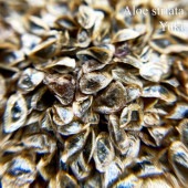 ������롦������ Aloe striata ���