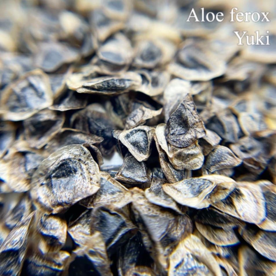 ビター・アロエ Aloe ferox 種子
