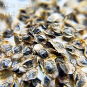 ���������֥å��� Aloe bussei ���