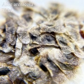 ����ɡ������� Aloe arenicola ���