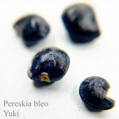 å Leuenbergeria bleo(Preskia bleo) 