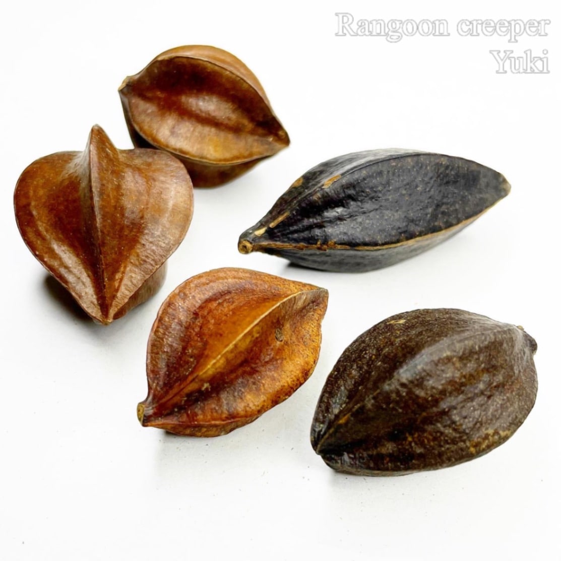 ランゴーン・クリーパー Combretum indicum 種子[シクンシ]