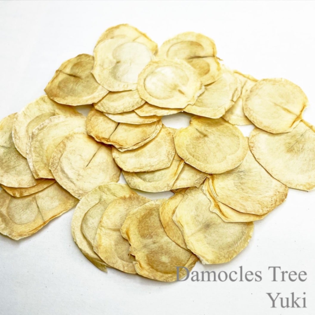 ダモクレスツリー Oroxylum indicum 種子