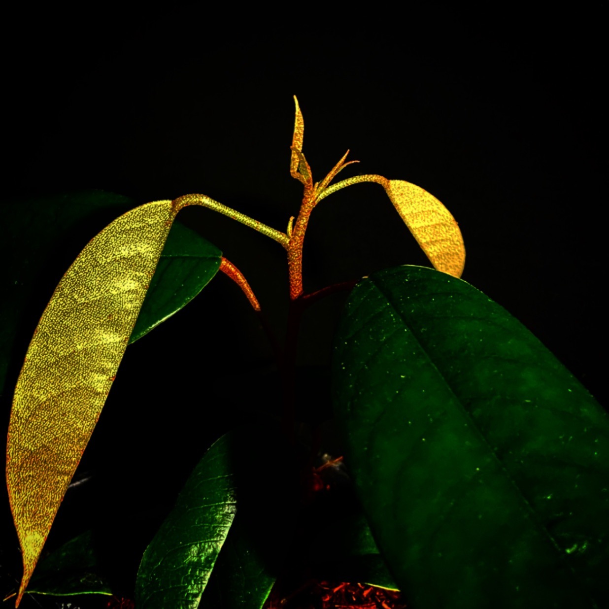 レッド・ドリアン苗[熱帯果樹]