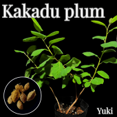 �����ɥ��ץ����[Ǯ�Ӳ̼�]