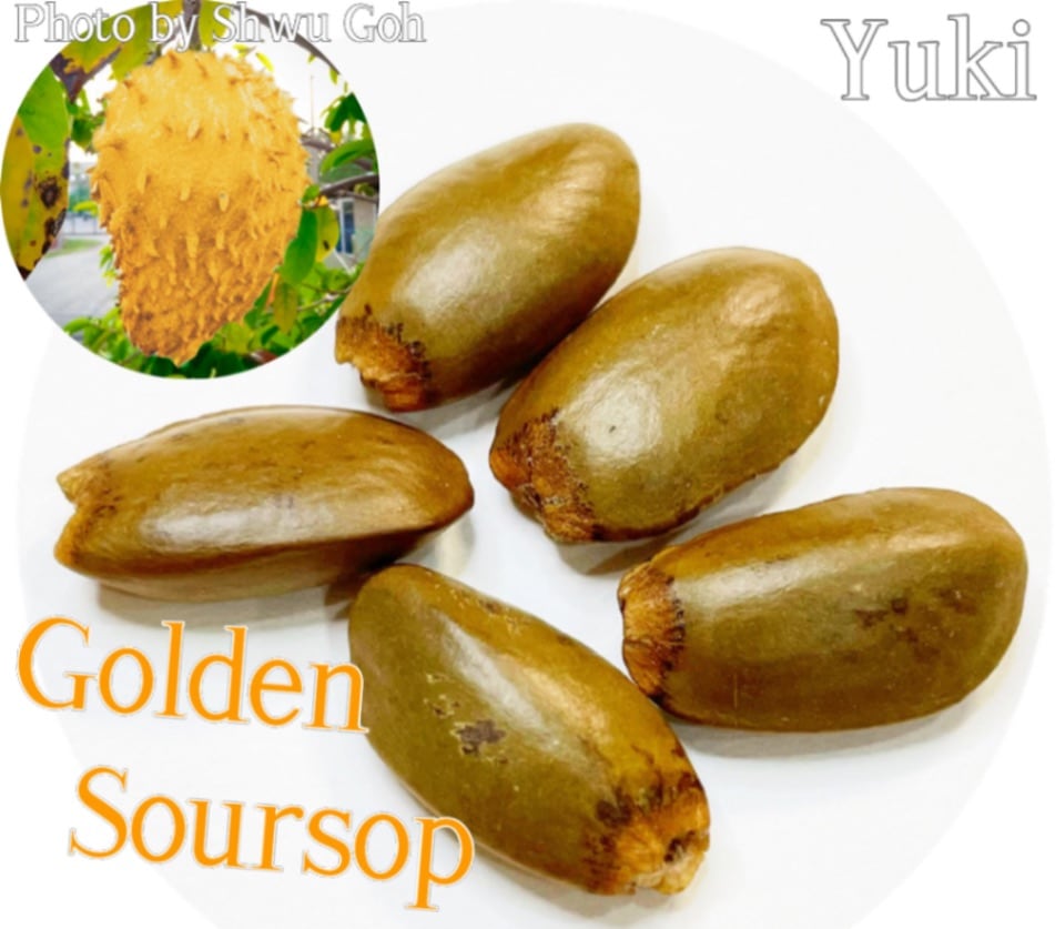 ゴールデンサワーソップ苗(Annona muricata) Golden Soursop (ANNONA MURICATA) Live Fruit Plant