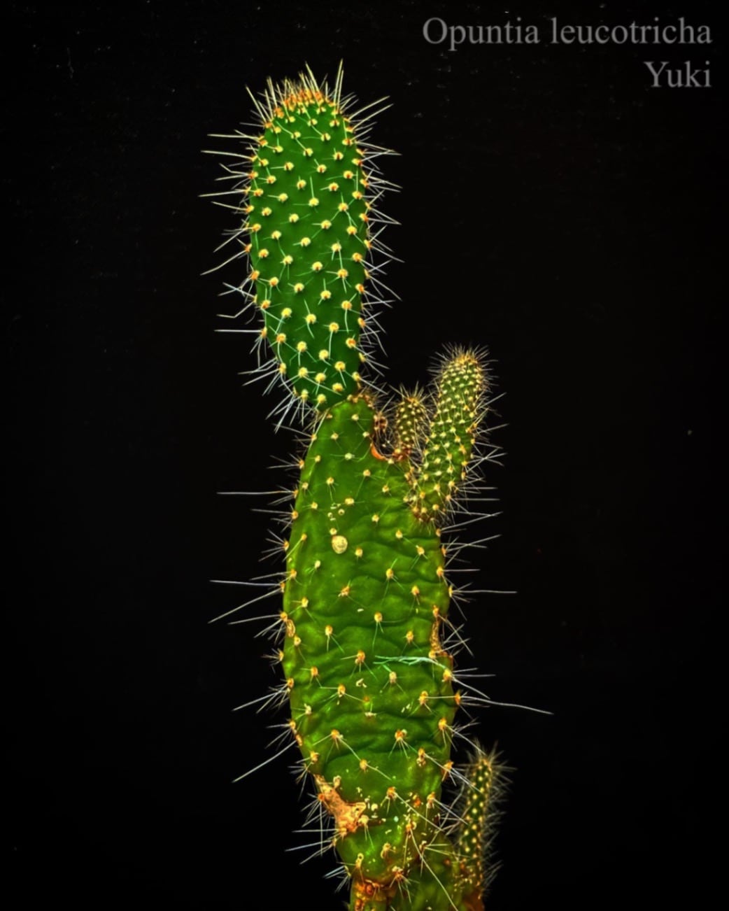 アーロンズ・ビアード・カクタス Opuntia leucotricha 挿木苗